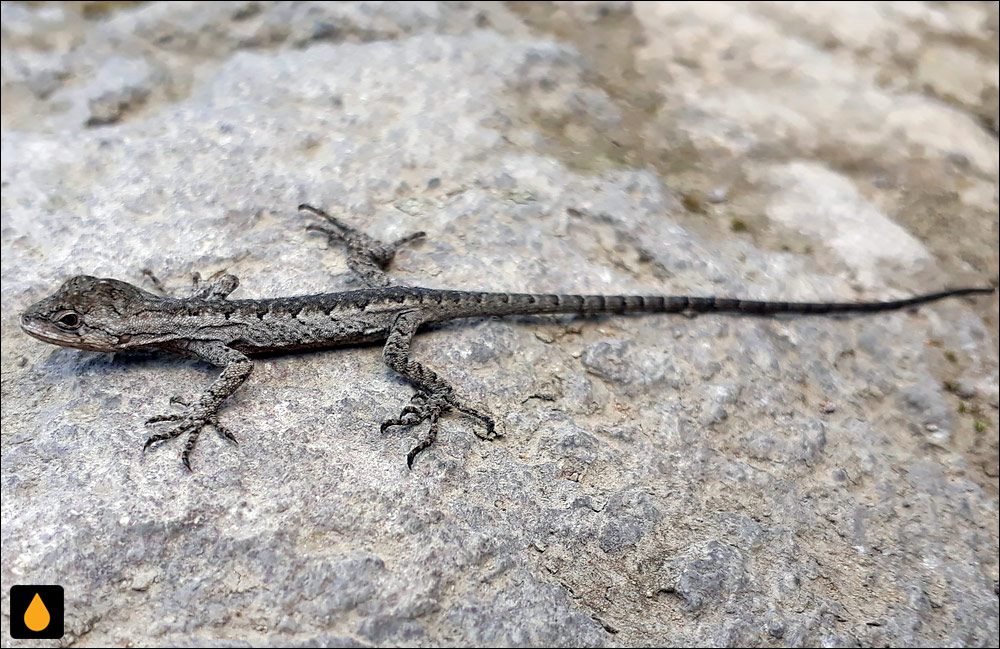 مارمولک درختی بولانژه