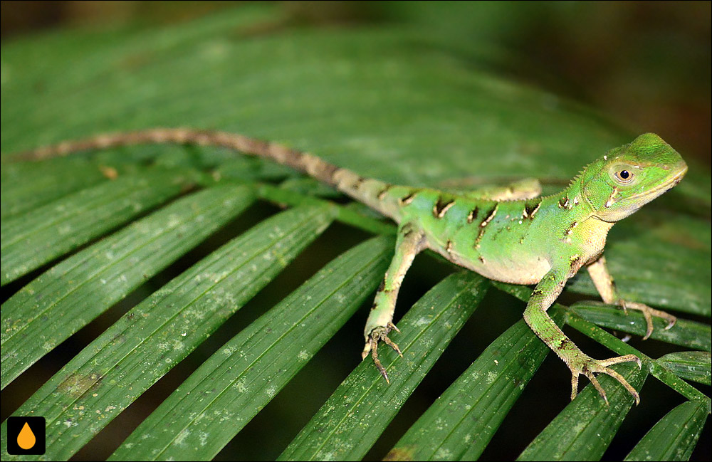 آنول فربه‌سر ایرینگ