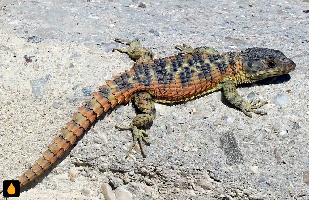 مارمولک کمربنددار دماغه