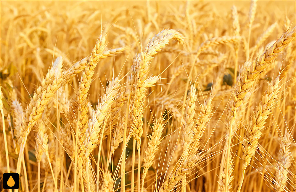 داستان کوتاه هم از گندم ری جا مانده، هم از خرمای بغداد