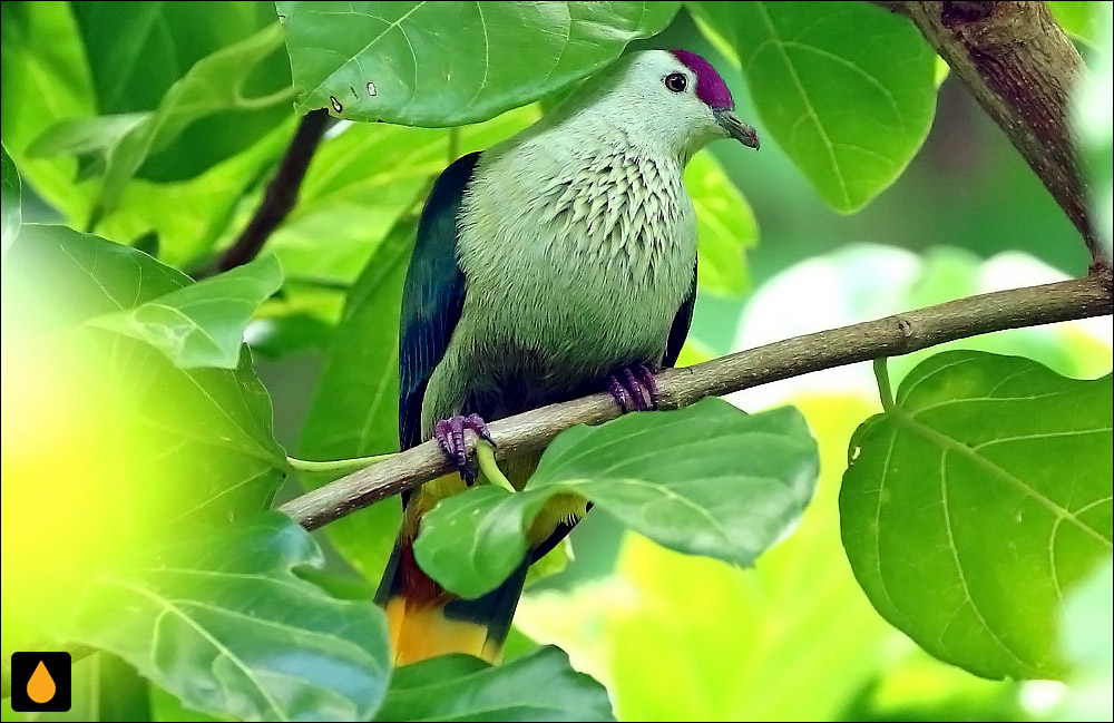 کبوتر میوه‌خوار کسرائه