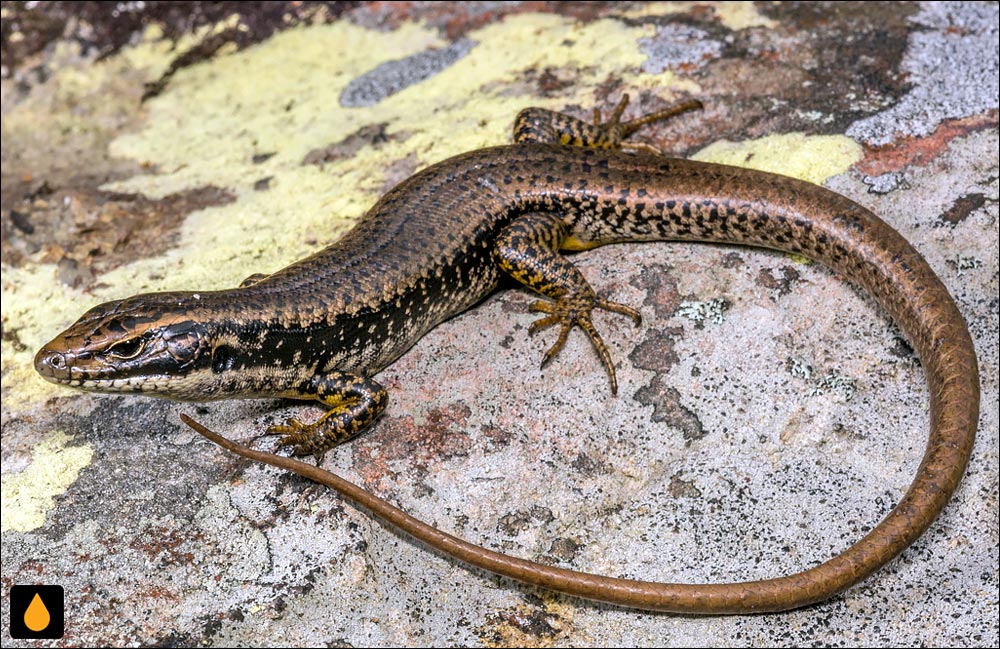 سقنقور آبی هیتوول