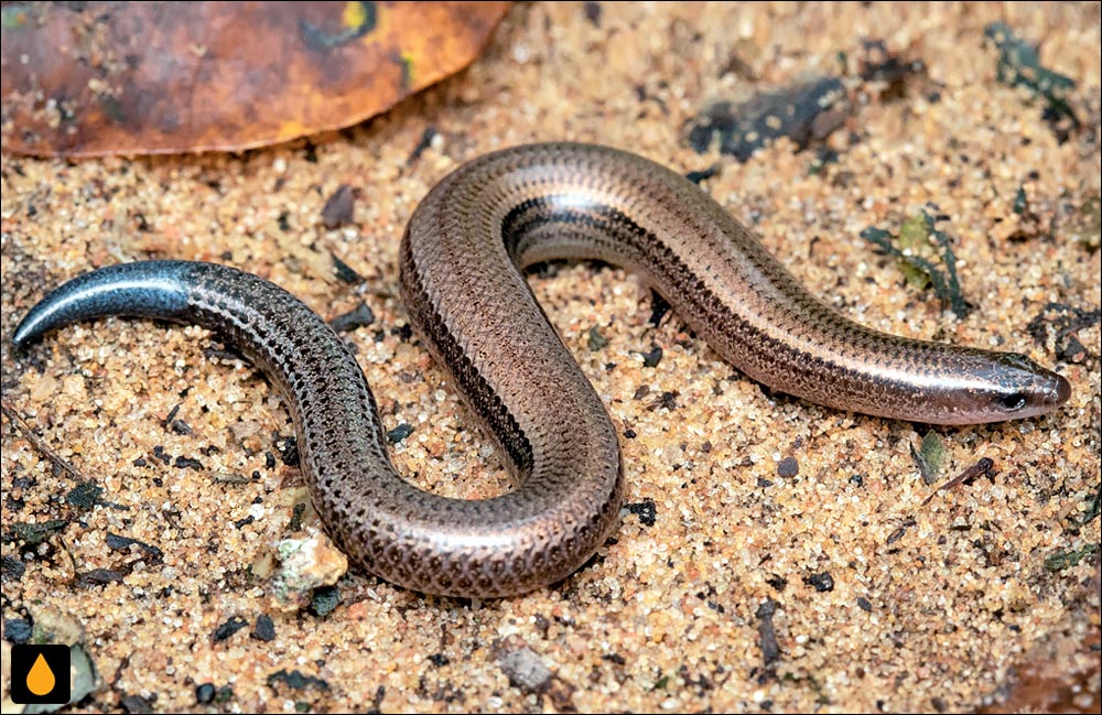 سقنقور دالانساز کوتولهی فیتزسیمون