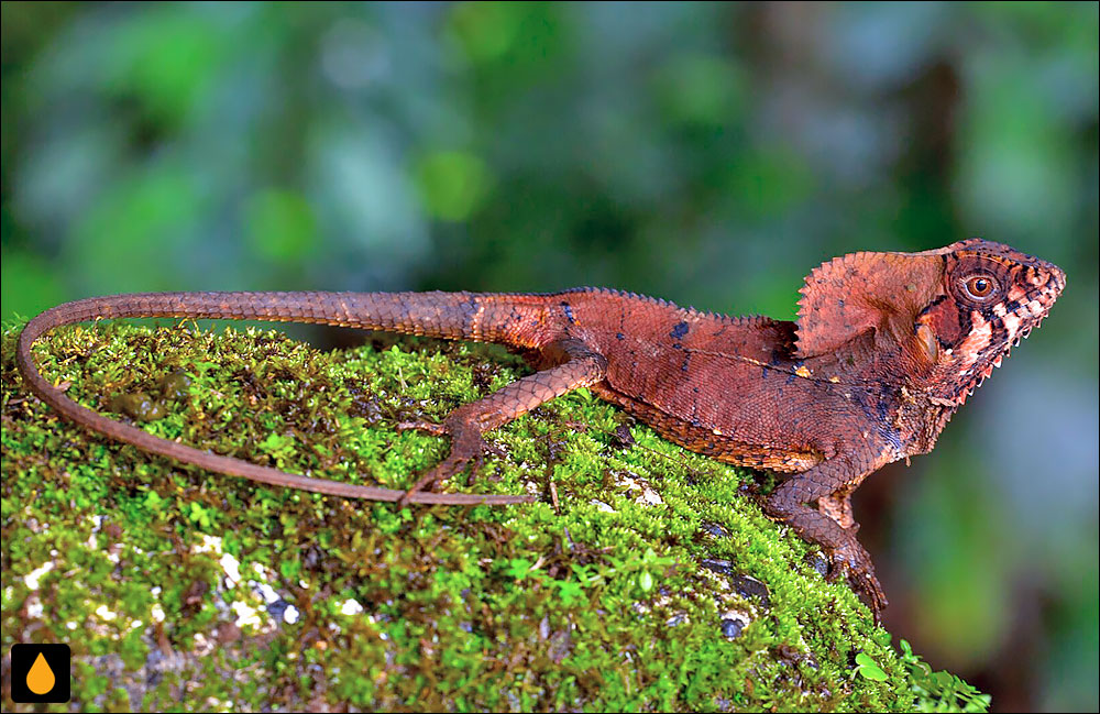 ایگوآنای کلاهخودی هموار (ایگوآنای کلاهخودی برازنده)