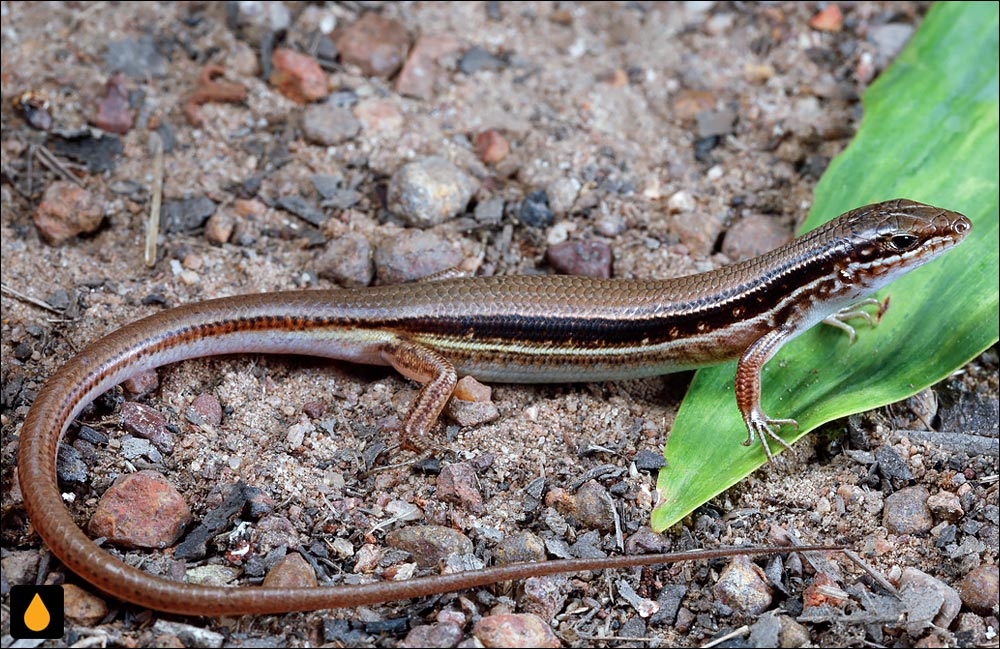 گوش‌شانه‌ای پشت‌ساده‌ی دشت