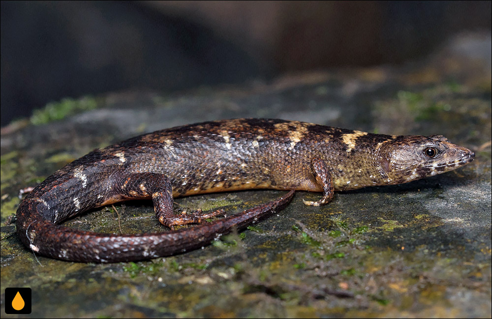 سقنقور آبی چینی