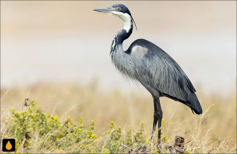 حواصیل سرسیاه