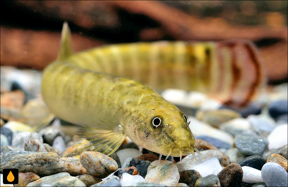 Aborichthys elongatus