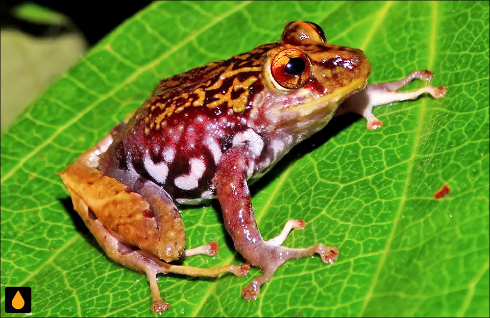 Pristimantis kelephus