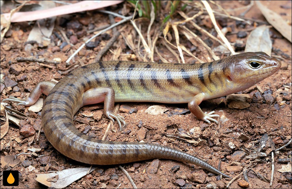 شن‌شناور نوارباریک