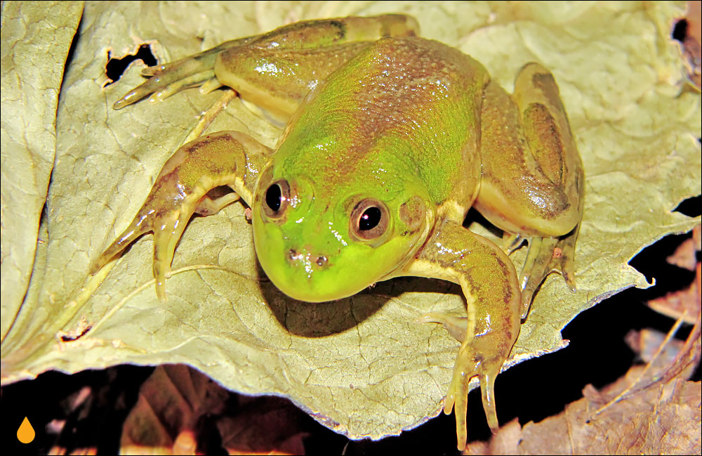 Pseudis cardosoi