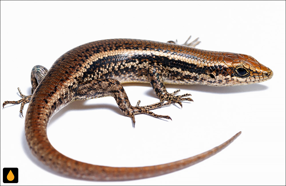 مابویای جبه‌ای