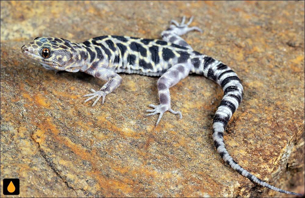 مارمولک شب گرانیتی