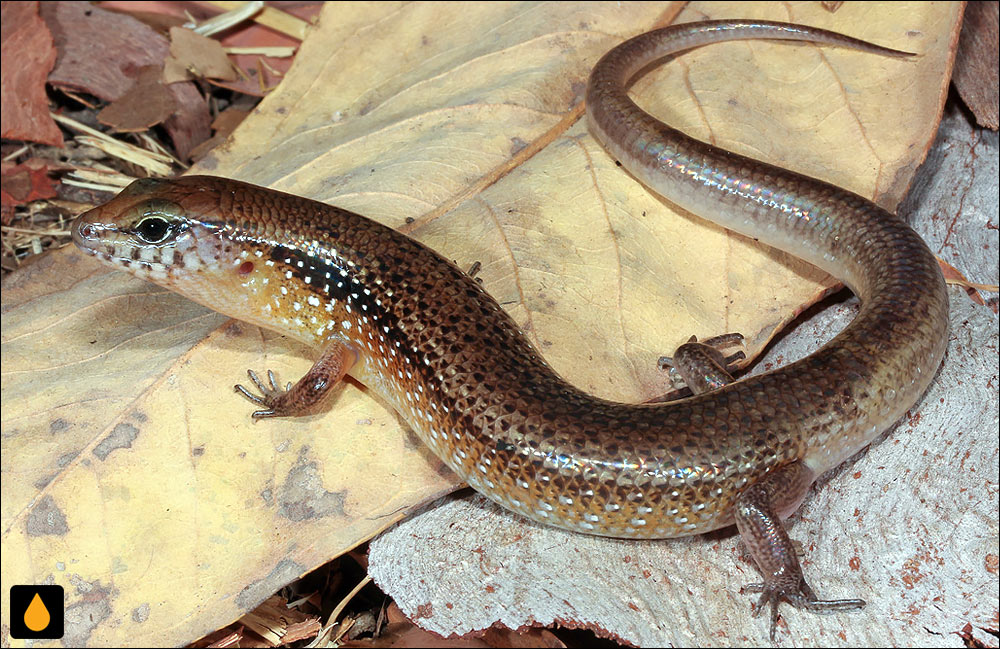 سقنقور لب‌نواری پهلونارنجی