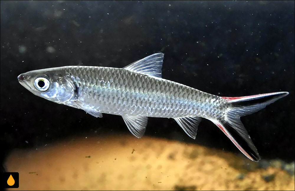 Leptobarbus melanopterus