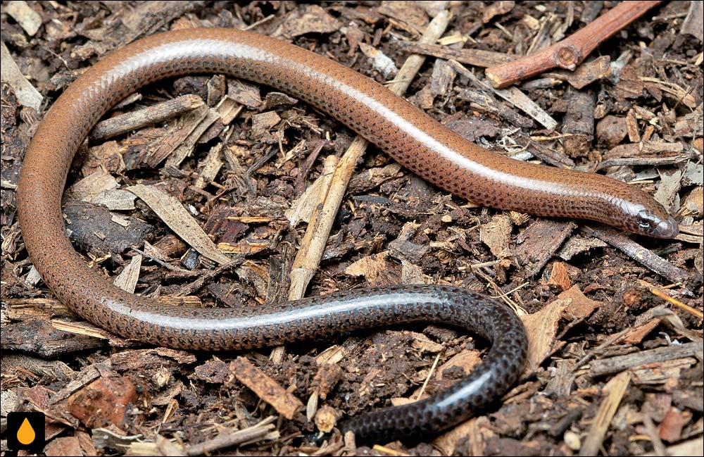 سقنقور کرمی کوتاه‌گردن