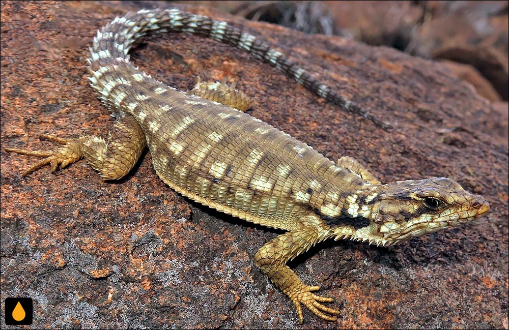 مارمولک کمربنددار کارو