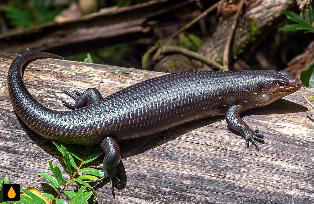 مالت زمینی (کفال زمینی یا شاه‌ماهی ماهی)