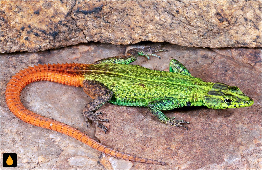 مارمولک تخت معمولی