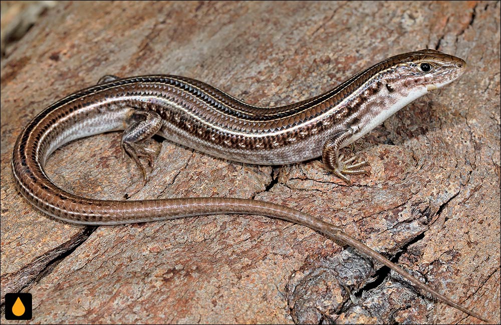 گوش‌شانه‌ای راست‌ابرو