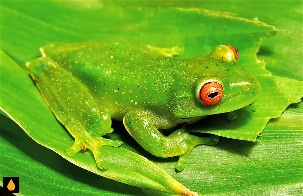 Aplastodiscus ibirapitanga