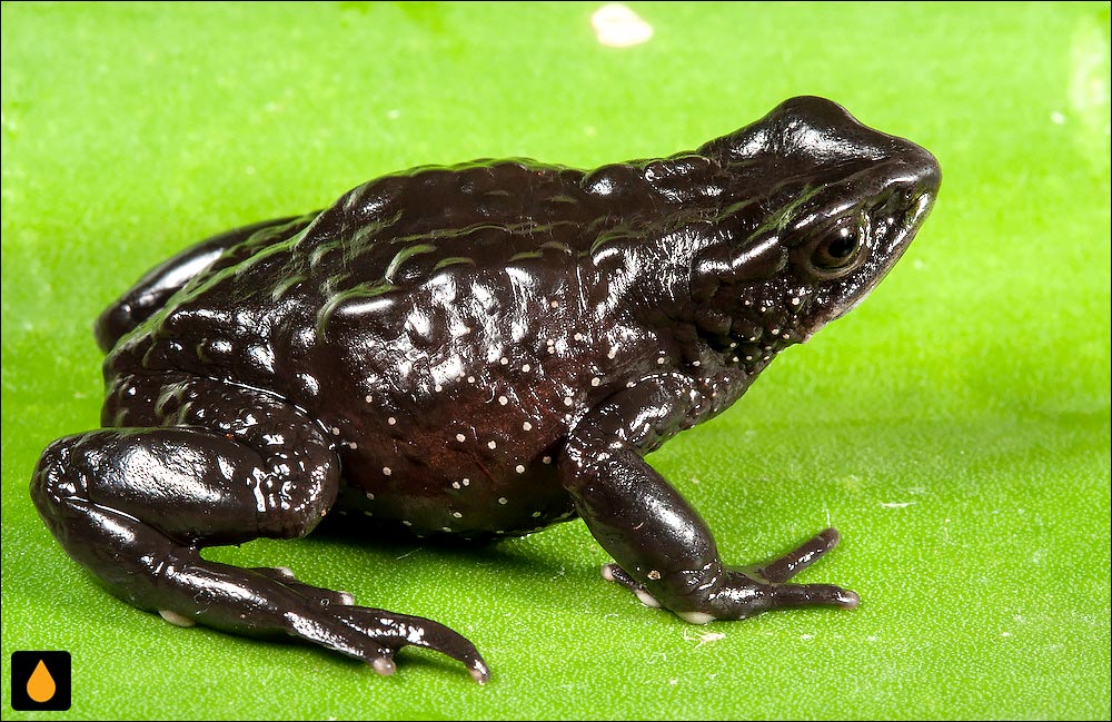 Atelopus nanay