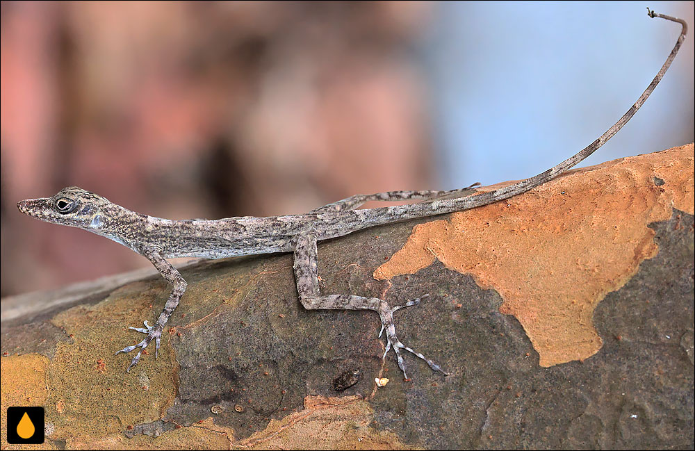 آنول گوانتانامو