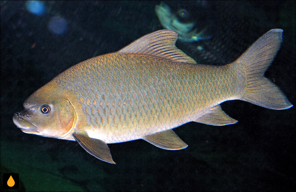 Incisilabeo behri