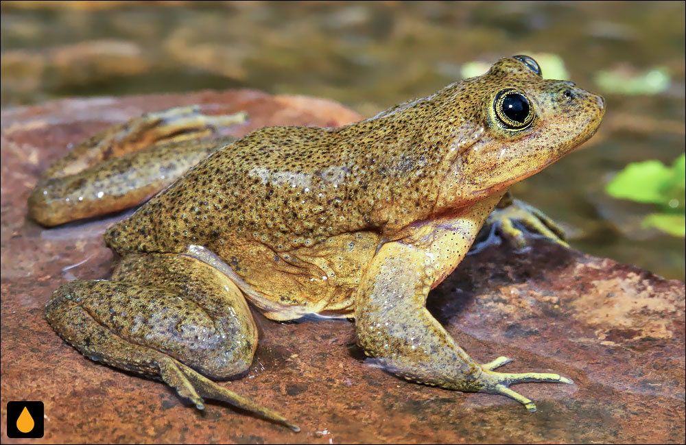 Telmatobius chusmisensis