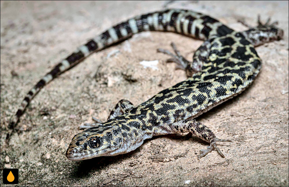 مارمولک شب بولسون