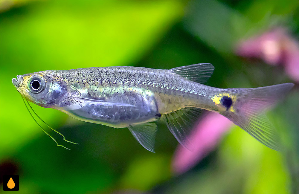 Esomus caudiocellatus