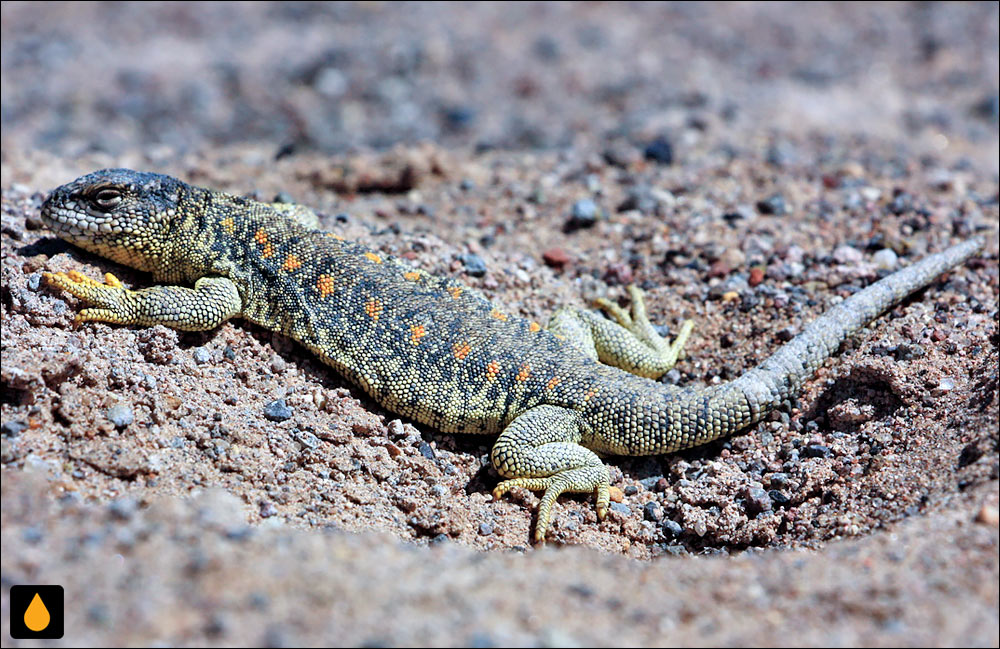 اژدهای بزرگ (مارمولک مولینا)